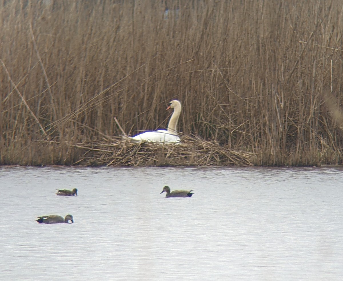 Gadwall - ML556019071