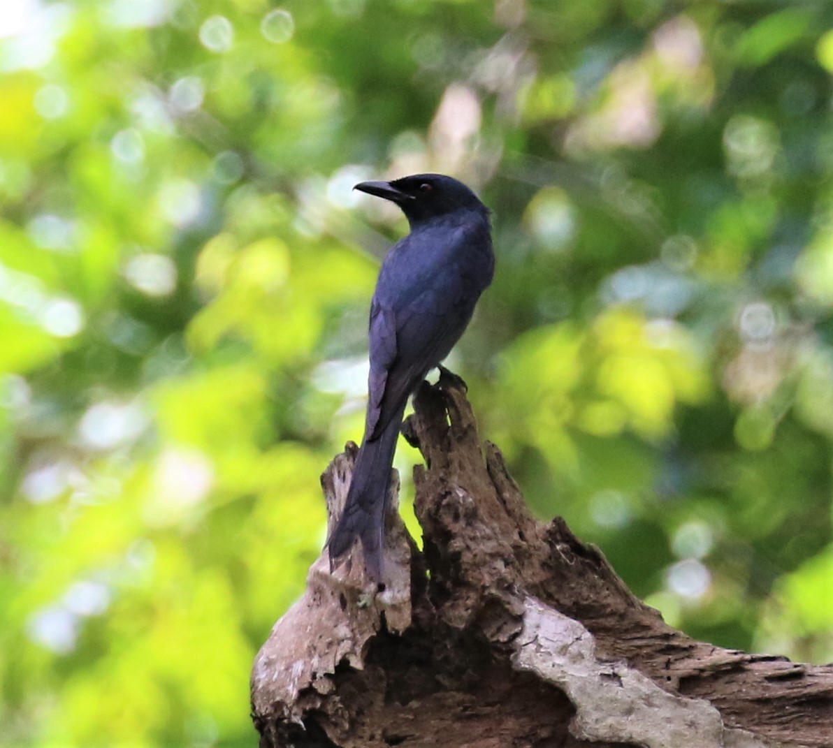 Kül Rengi Drongo - ML556019091