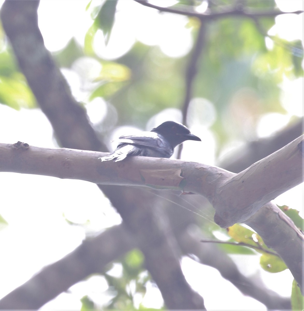 Ashy Drongo - sean clancy