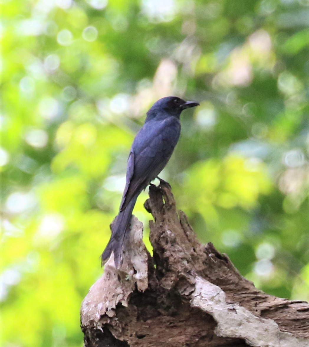 Kül Rengi Drongo - ML556019131