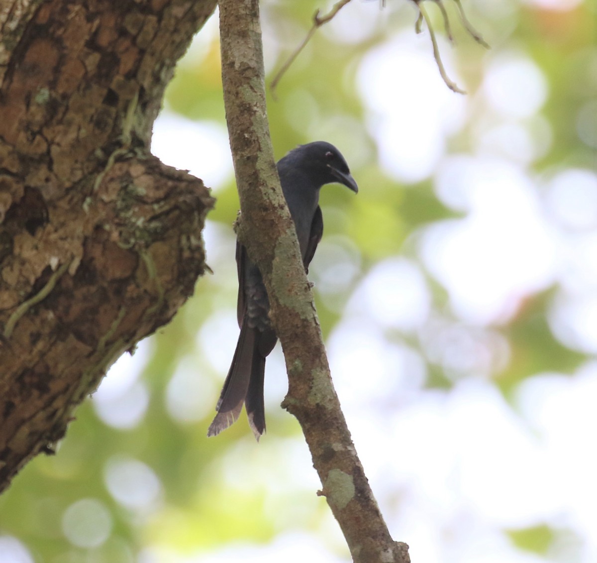 Ashy Drongo - ML556019171