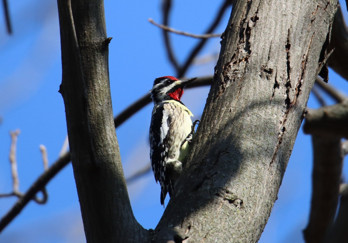 Yellow-bellied Sapsucker - ML556019811