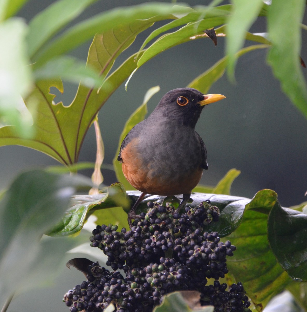 Chestnut-bellied Thrush - ML556020351