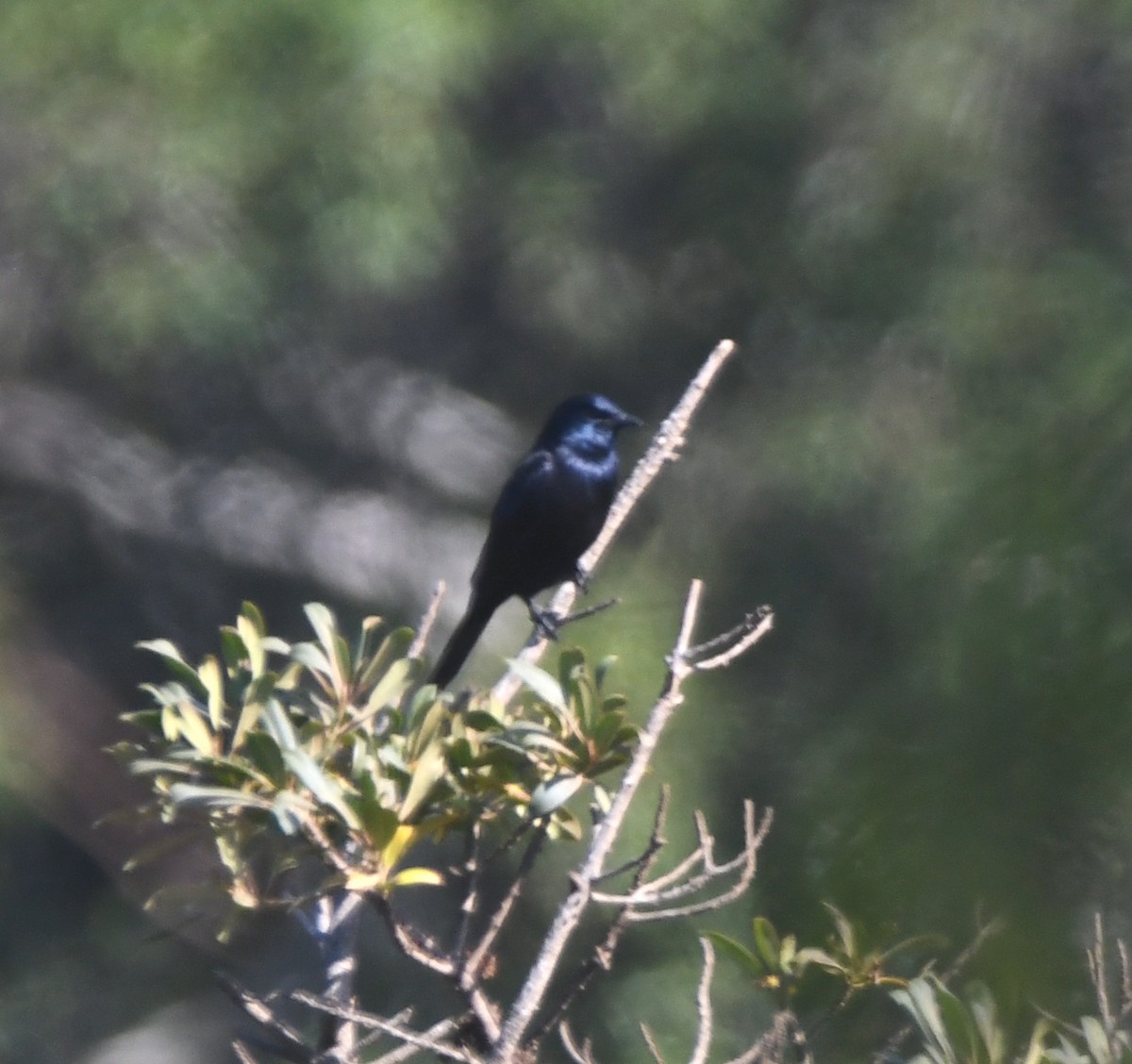 Waller's Starling - ML556021651