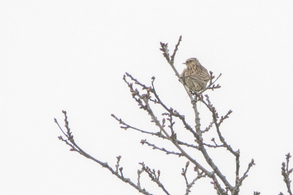 Wood Lark - ML556022041