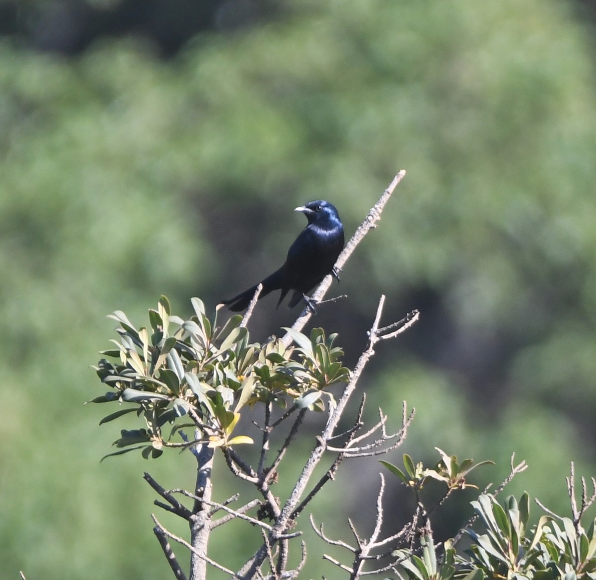 Waller's Starling - ML556022671