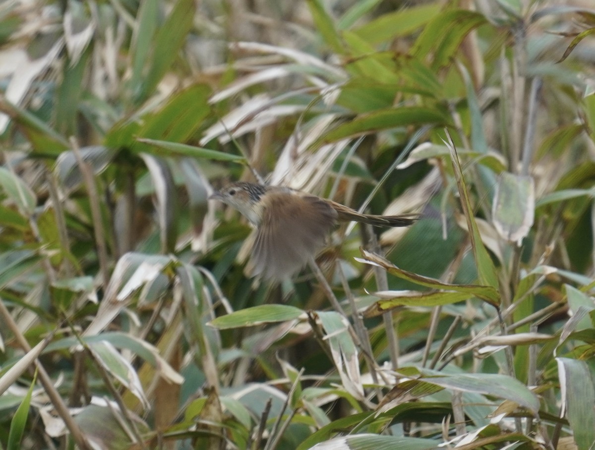 Chinese Grassbird - ML556023361