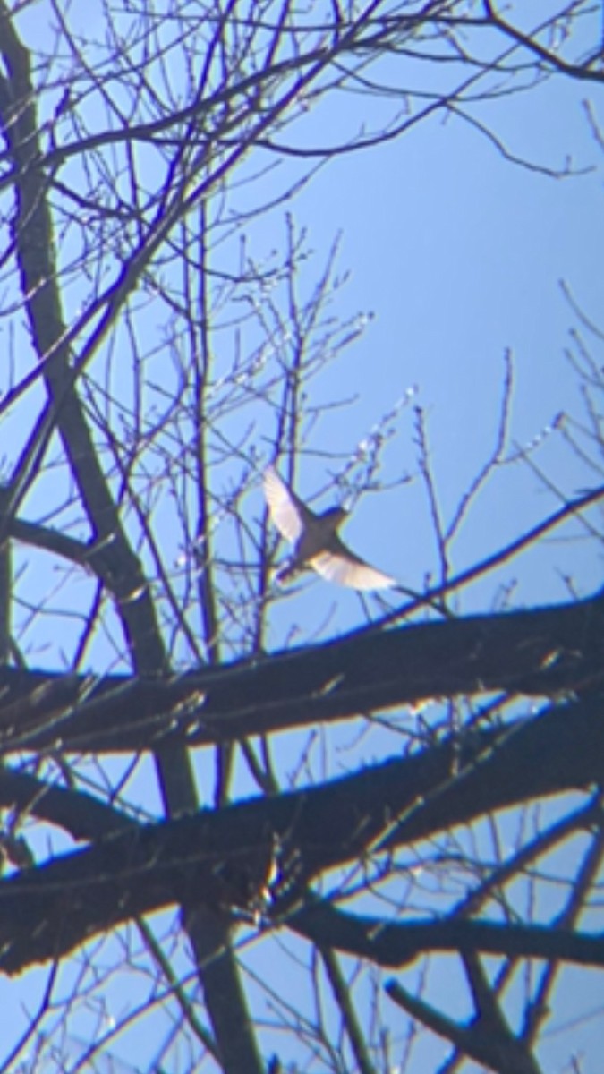 Vireo Solitario - ML556026891