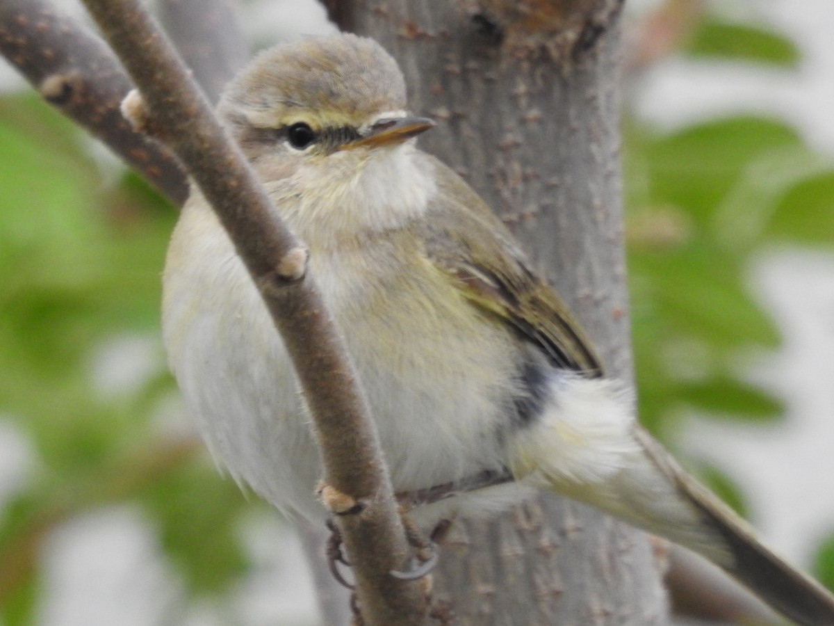 Common Chiffchaff - ML556026951