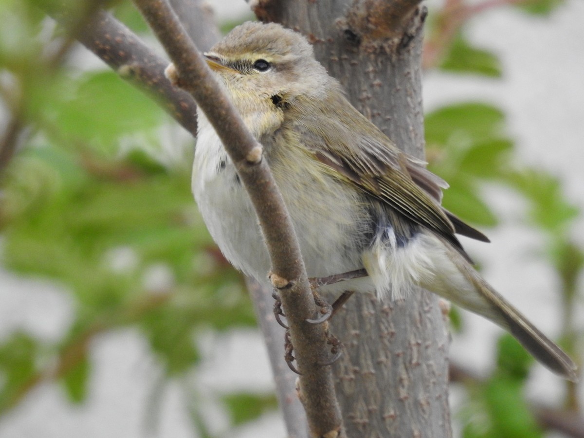 Common Chiffchaff - ML556026981