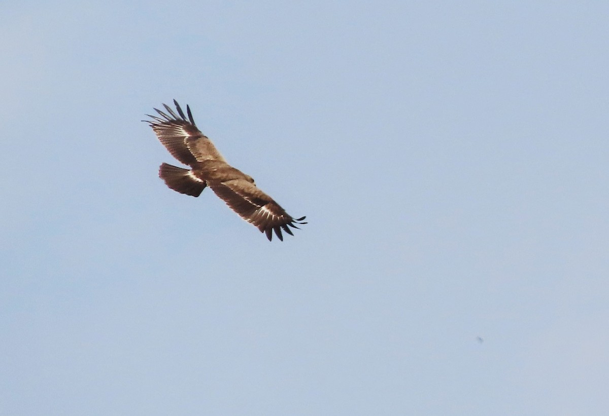 Águila Rapaz - ML556027891