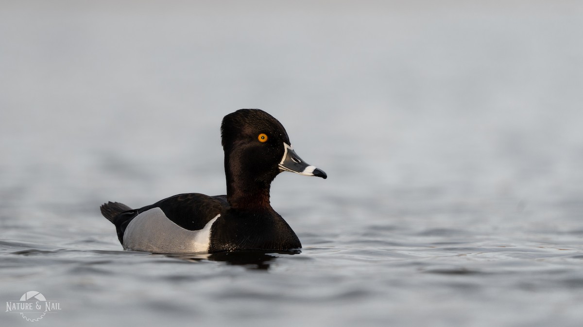 Ring-necked Duck - ML556028781