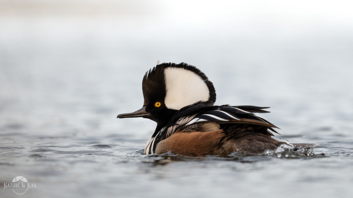 Hooded Merganser - ML556028871