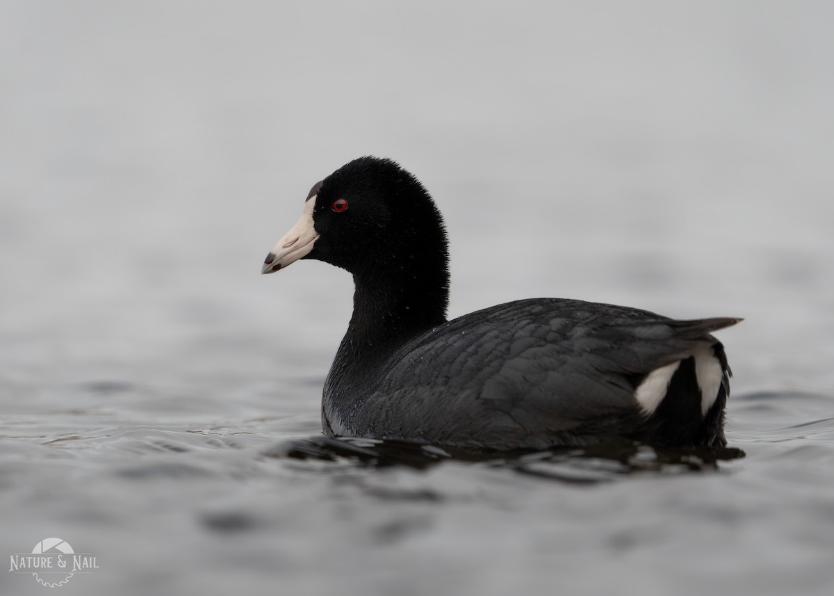 American Coot - ML556028891