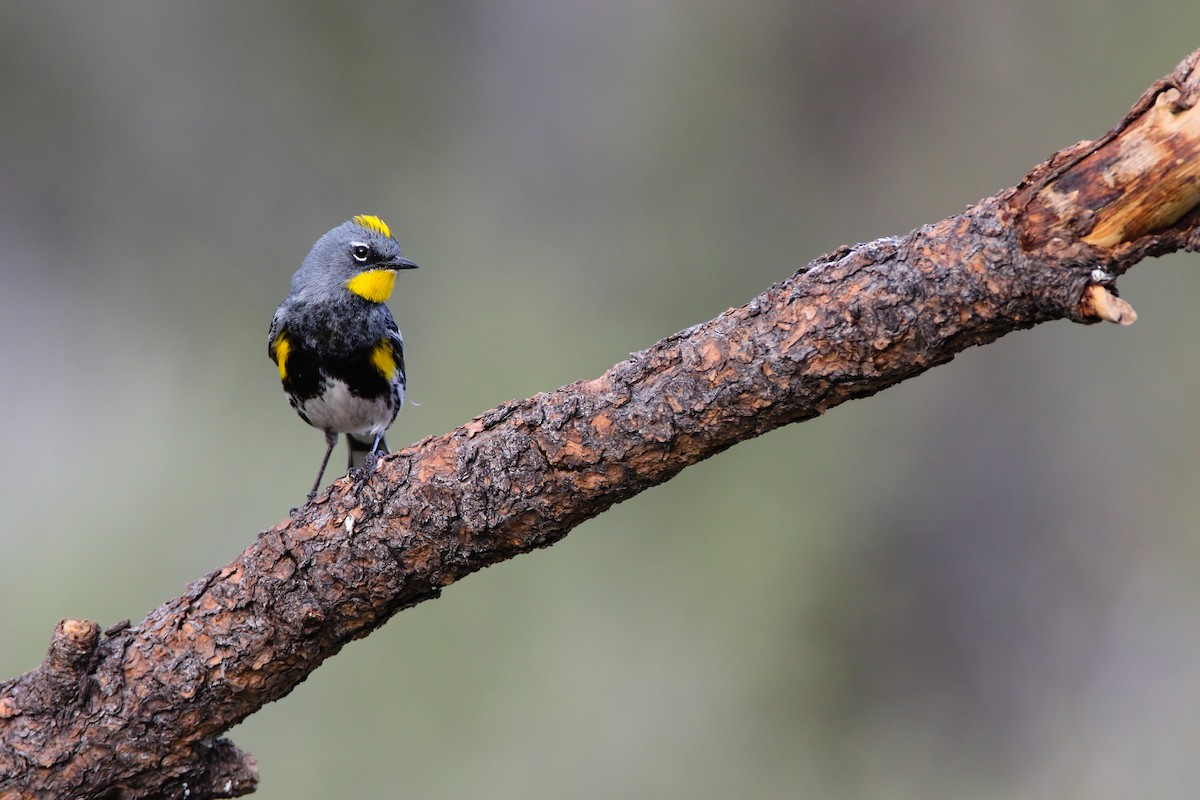 Yellow-rumped Warbler (Audubon's) - ML556029031