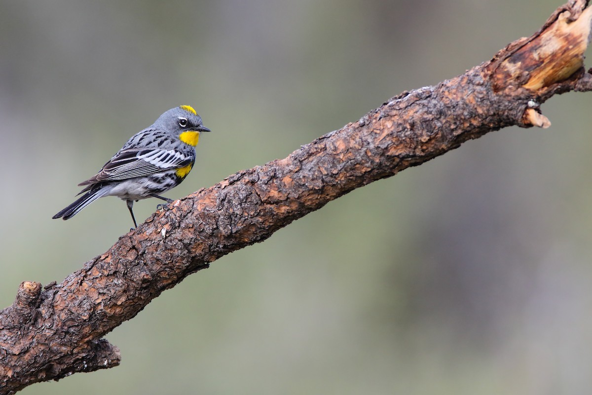 Yellow-rumped Warbler (Audubon's) - ML556029041