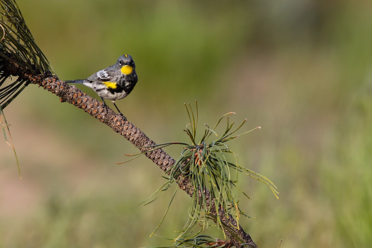 Yellow-rumped Warbler (Audubon's) - Scott Carpenter