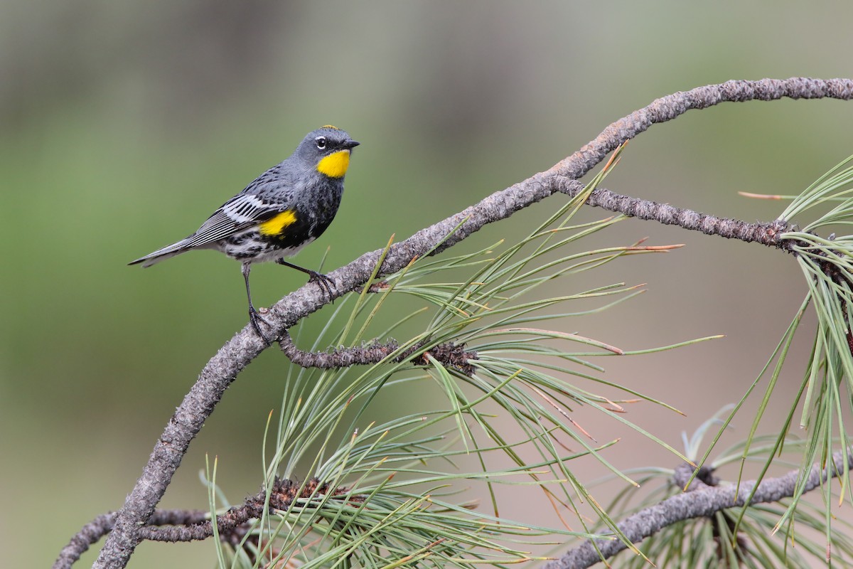 Yellow-rumped Warbler (Audubon's) - Scott Carpenter