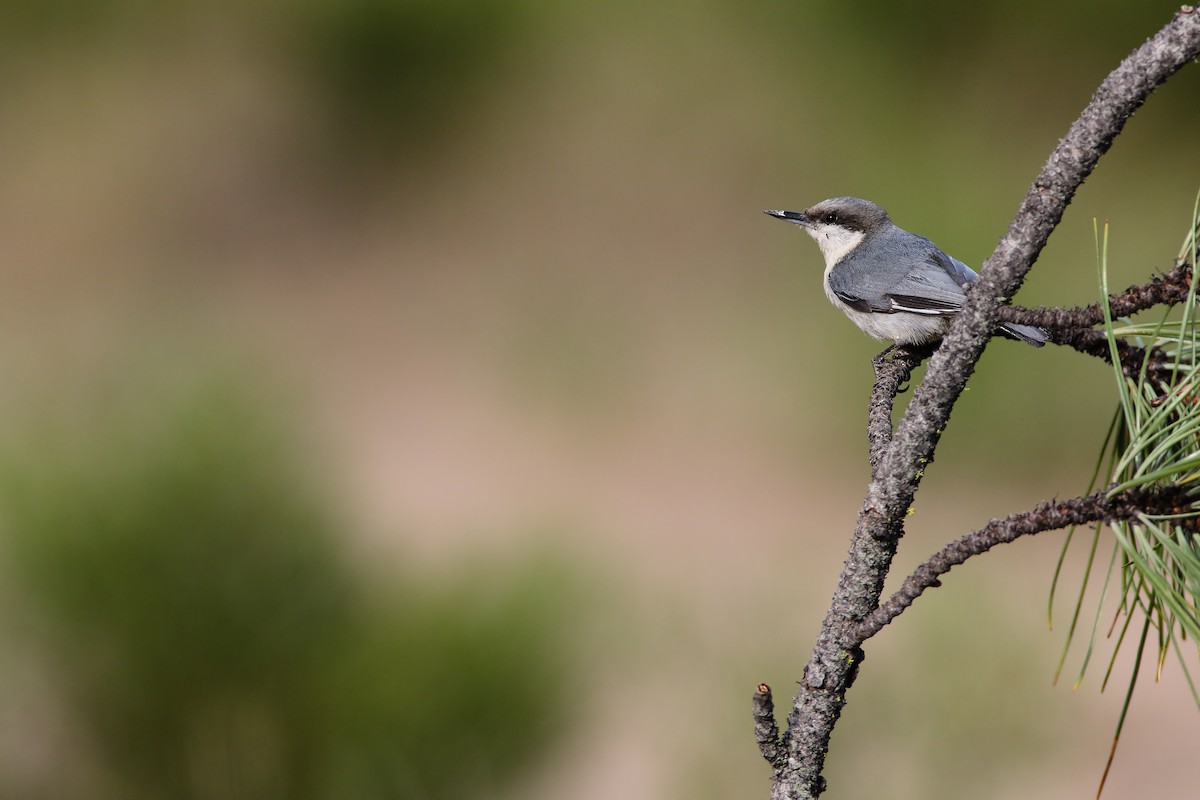 Pygmy Nuthatch - ML556029141