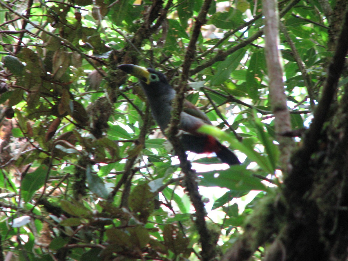 Hooded Mountain-Toucan - ML556029181