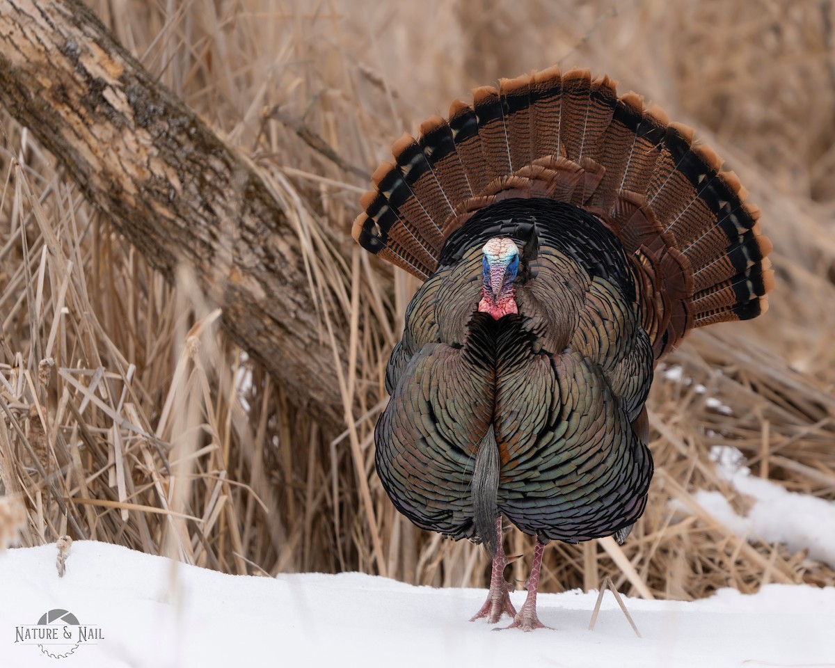 Wild Turkey - ML556029491