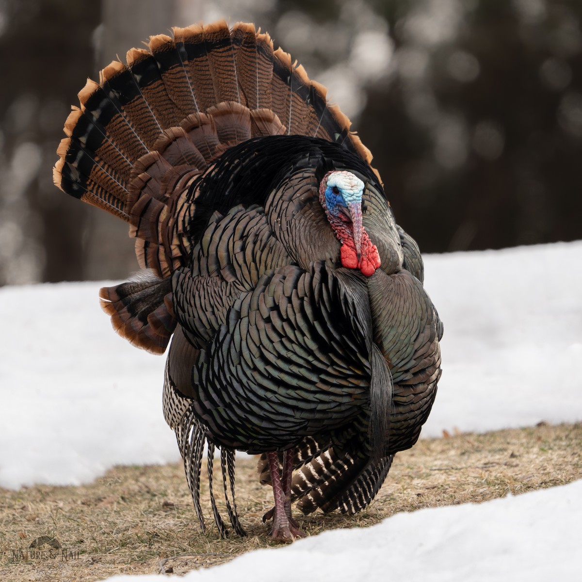 Wild Turkey - ML556029561