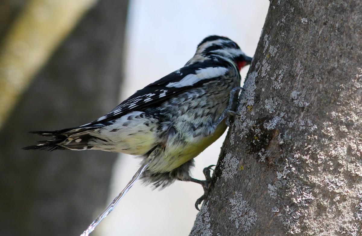 Yellow-bellied Sapsucker - ML556029811