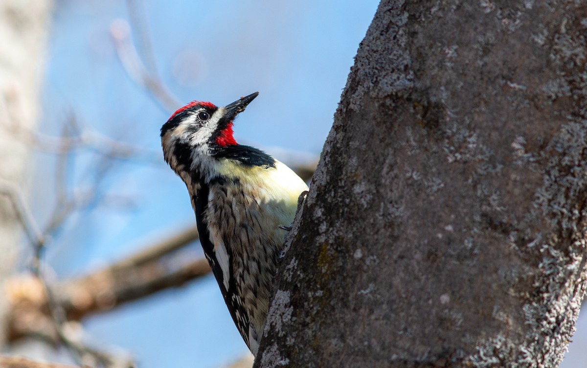 Yellow-bellied Sapsucker - ML556029821