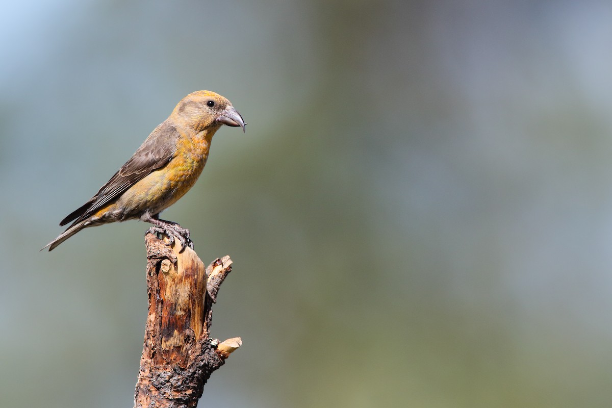 Red Crossbill - ML556030061