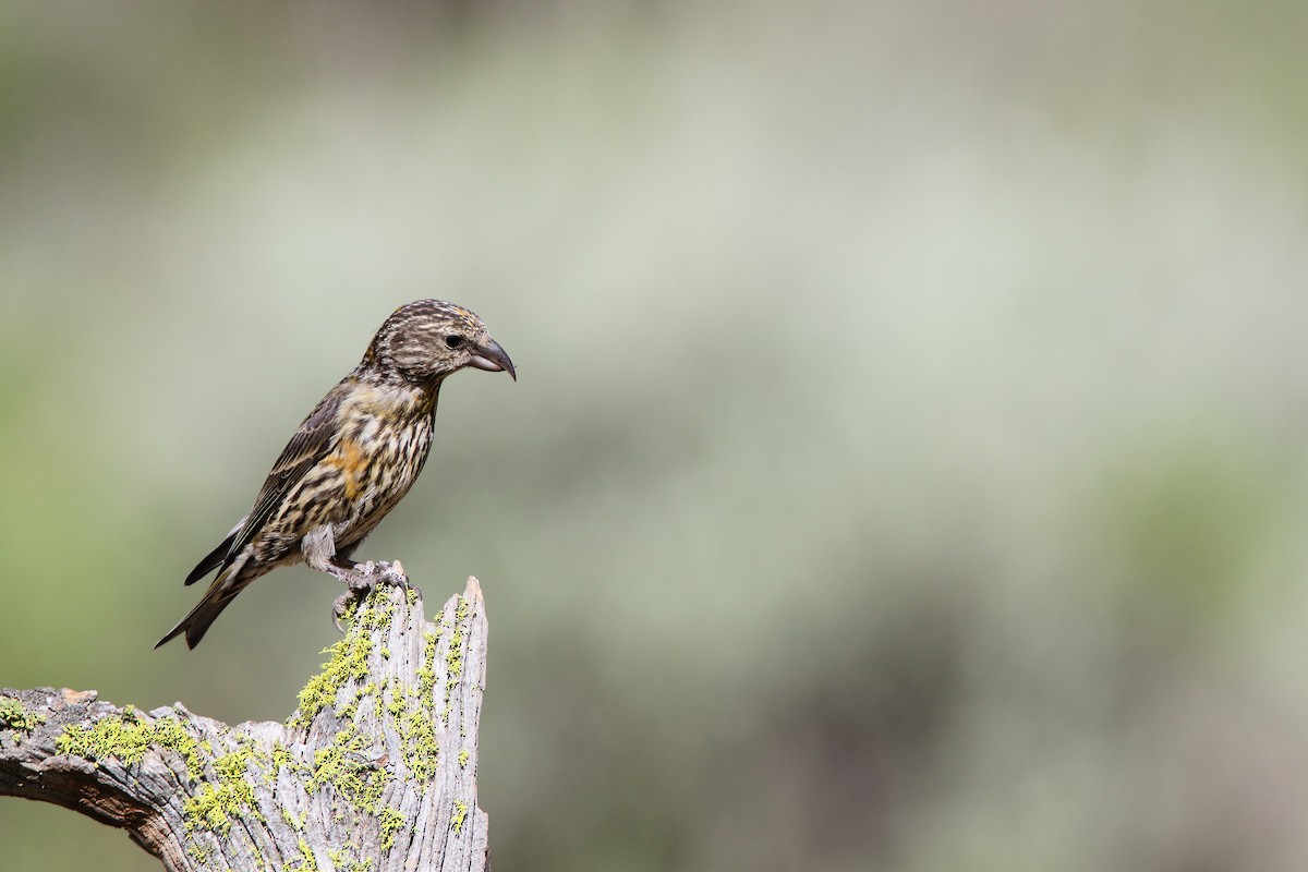 Red Crossbill - ML556030071