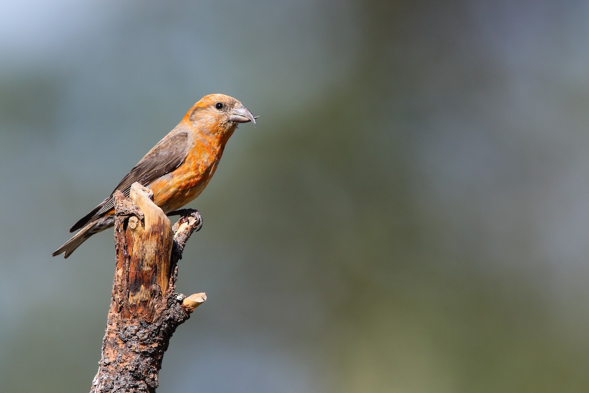 Red Crossbill - ML556030081