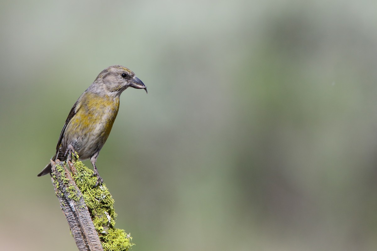 Red Crossbill - ML556030091