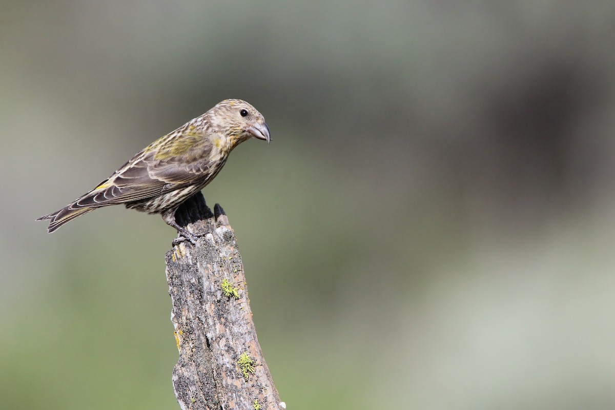 Red Crossbill - ML556030111