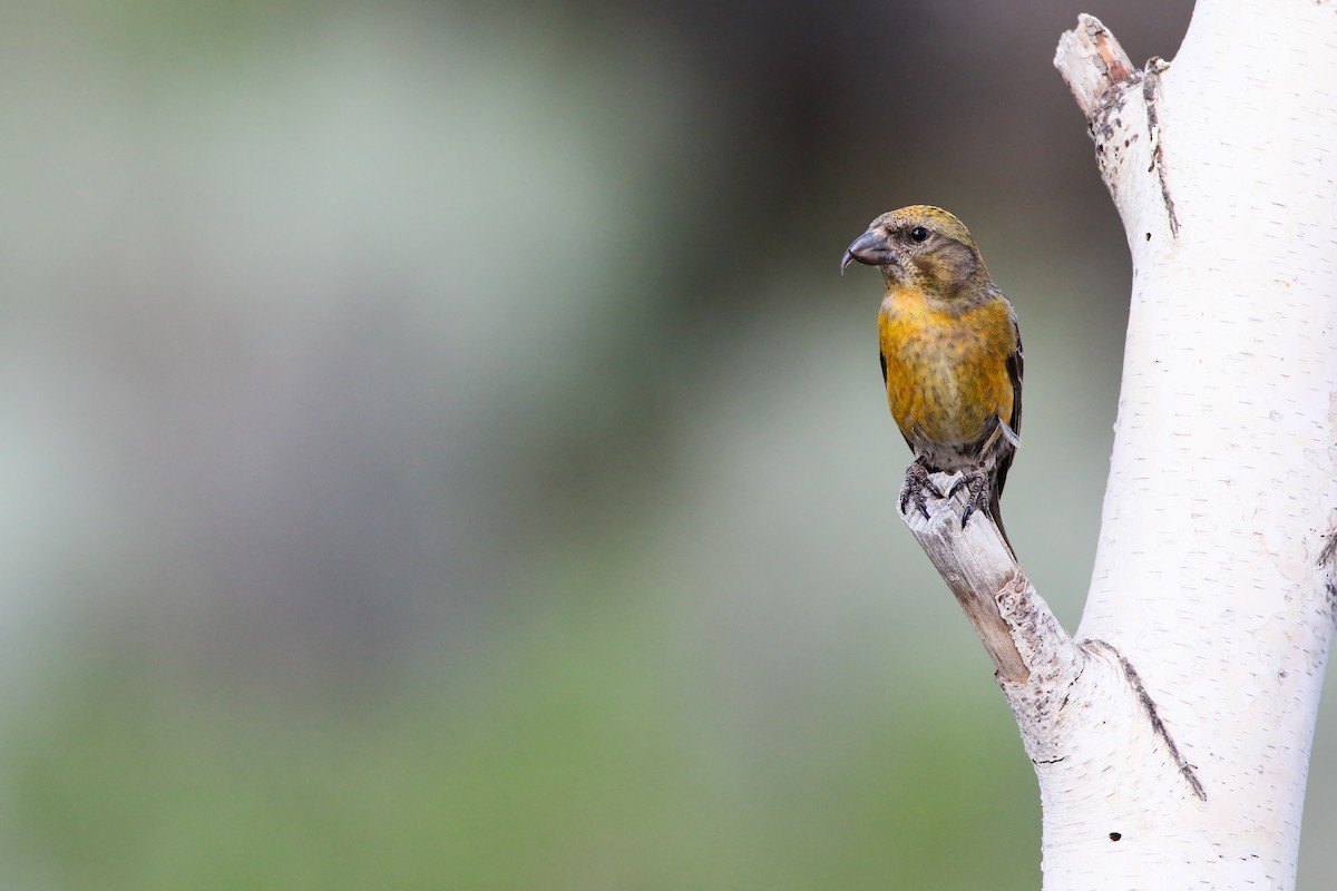 Red Crossbill - ML556030121