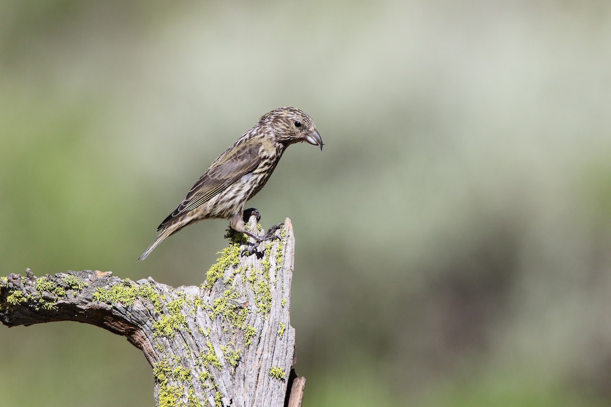 Red Crossbill - ML556030131