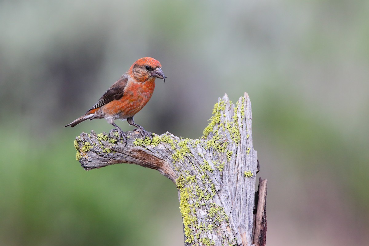 Red Crossbill - ML556030141