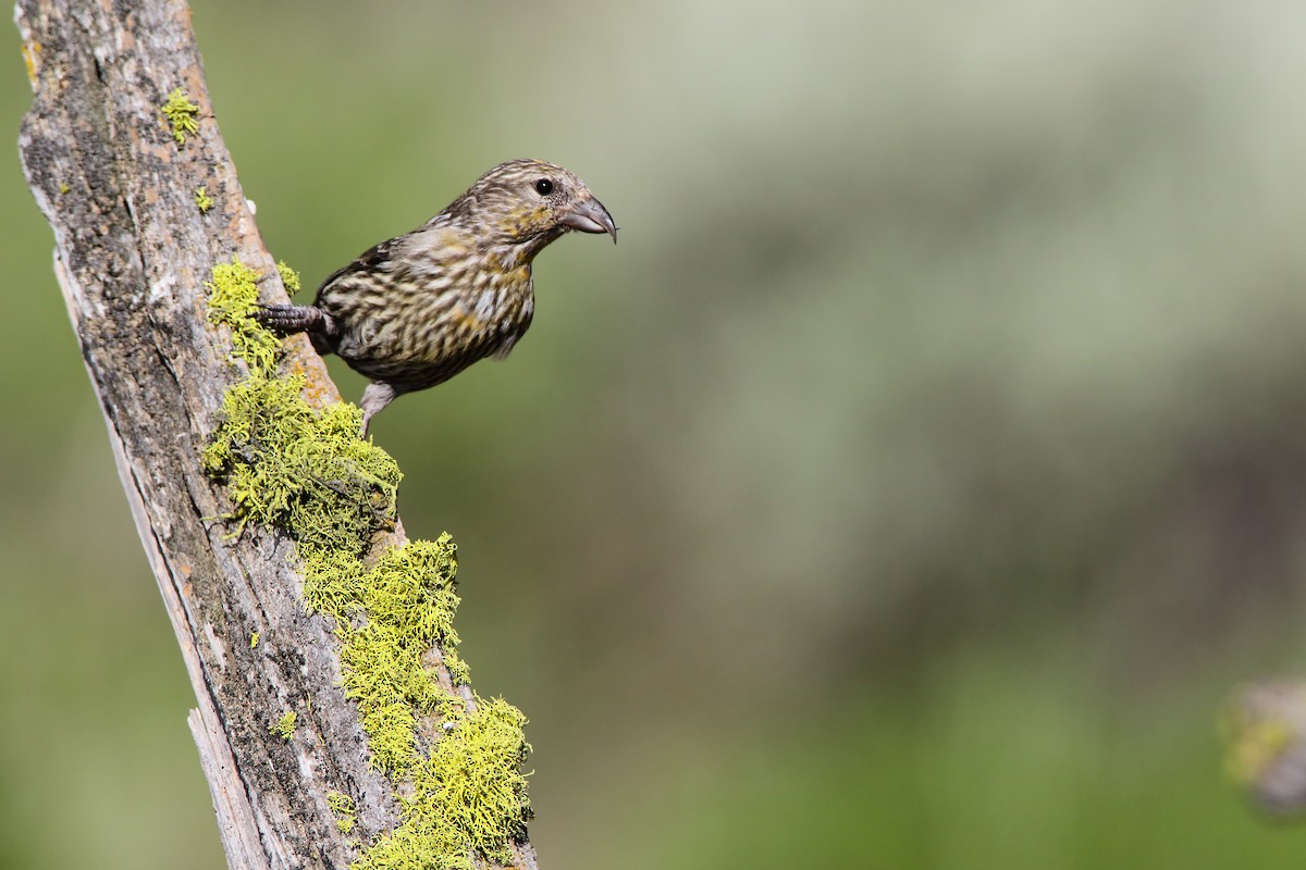 Red Crossbill - ML556030151