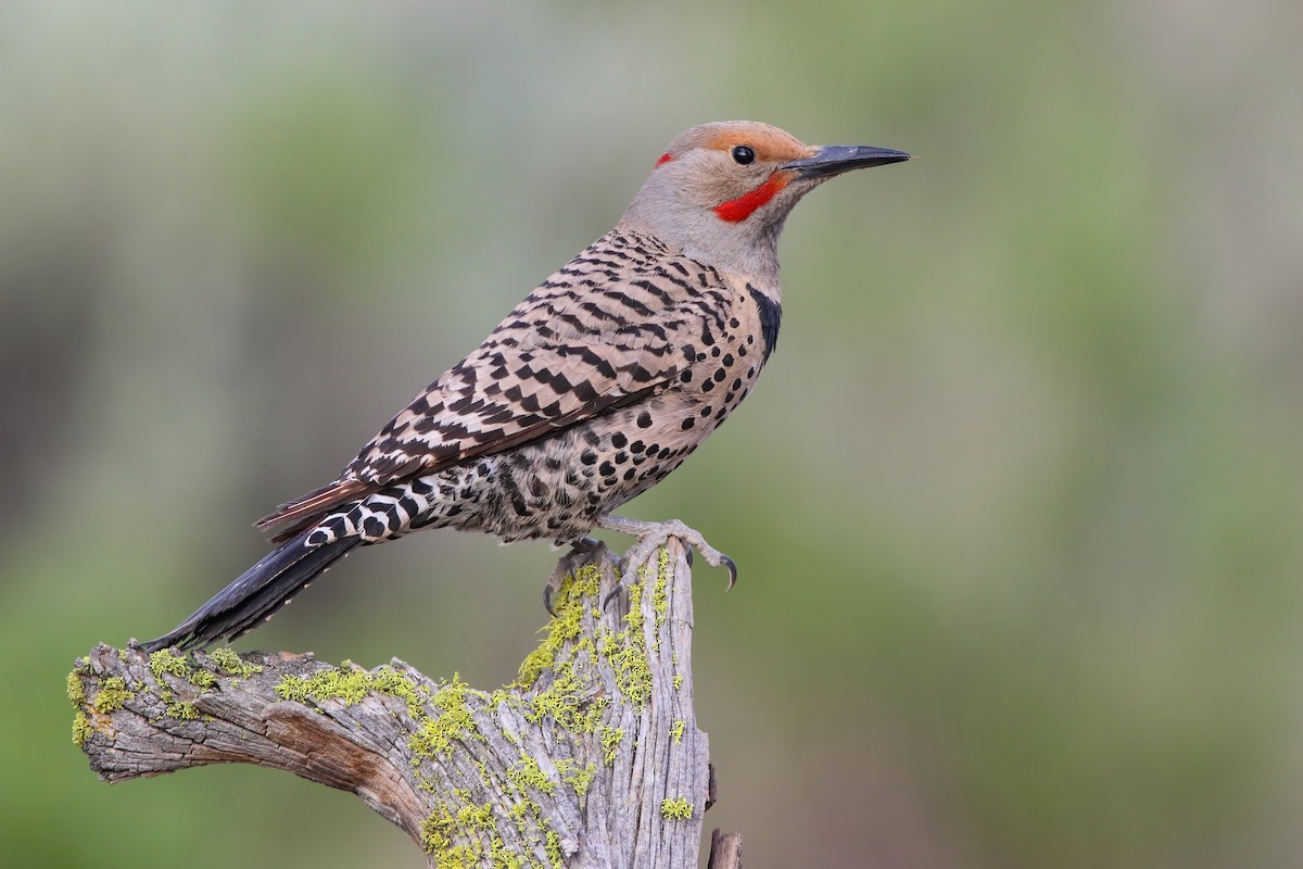 Northern Flicker (Yellow-shafted x Red-shafted) - ML556030581