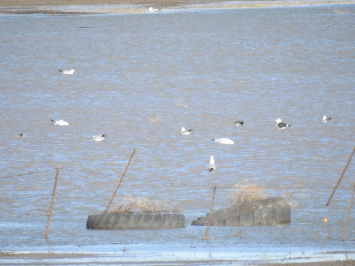 Lesser Black-backed Gull - ML556031351