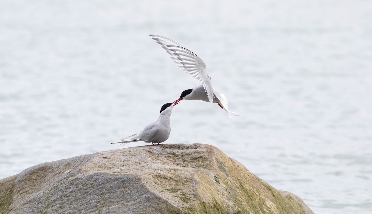 Arctic Tern - ML556031951