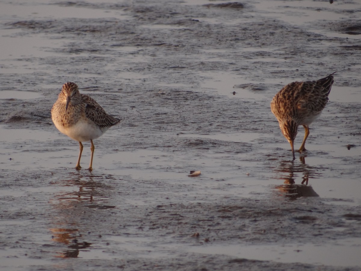 Pectoral Sandpiper - ML556032341