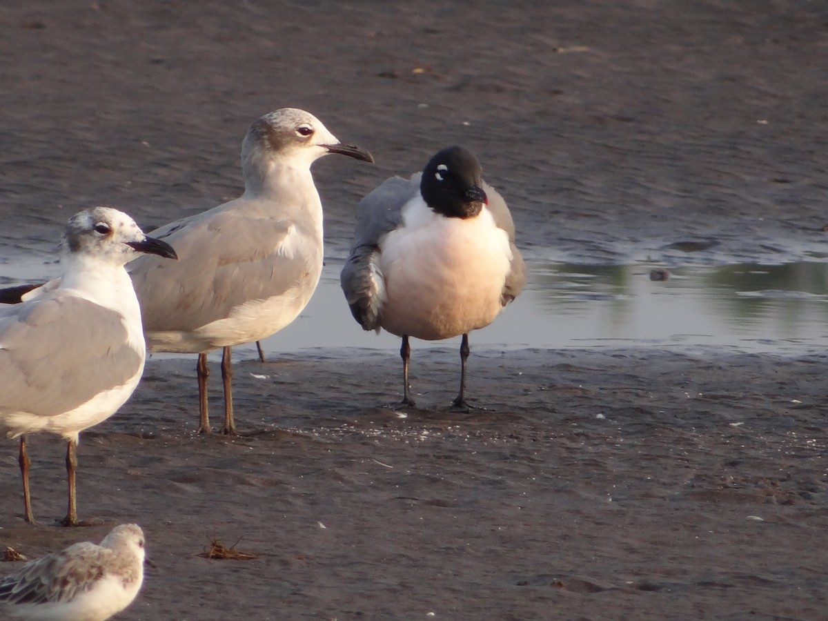 Gaviota Guanaguanare - ML556032651