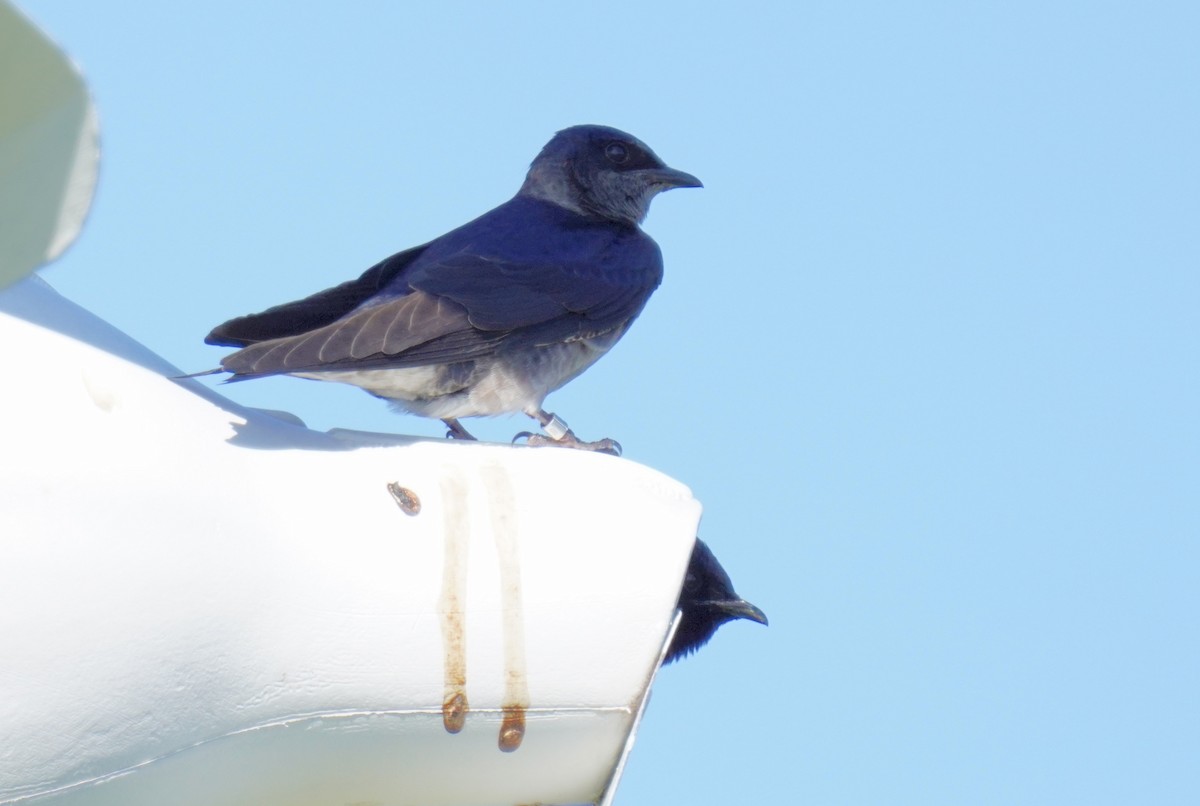 Purple Martin - ML556033631