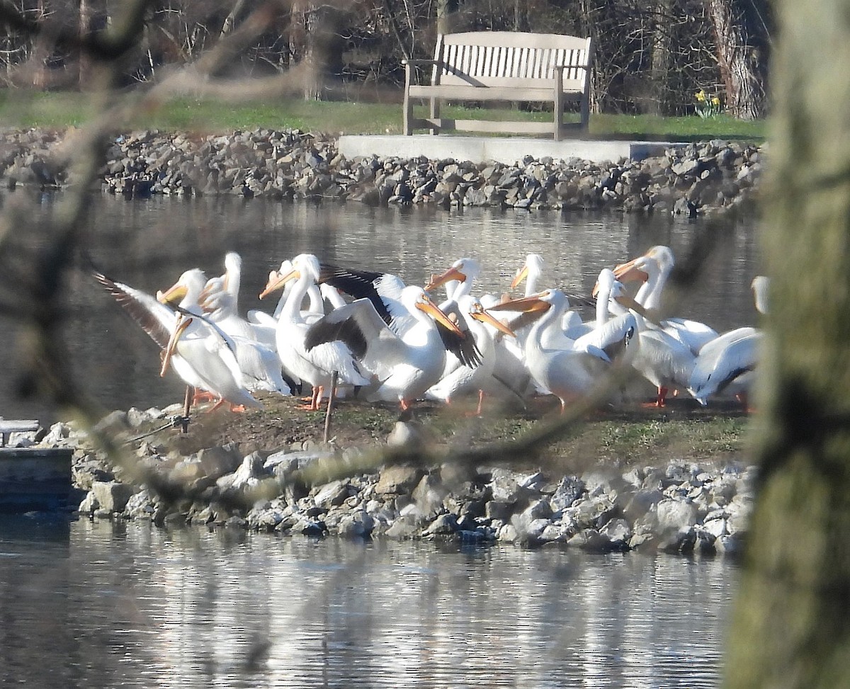 American White Pelican - ML556034341