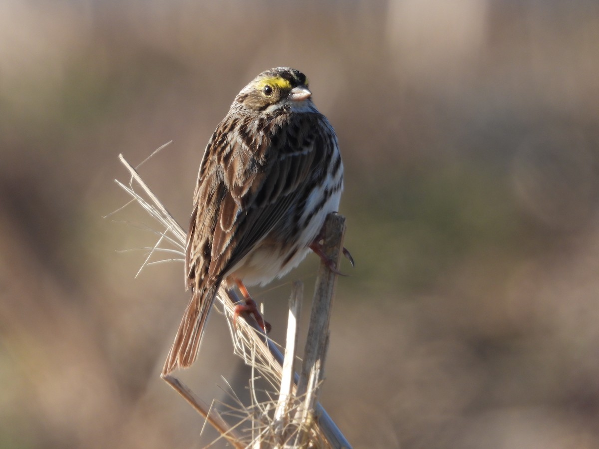 Savannah Sparrow - ML556035131