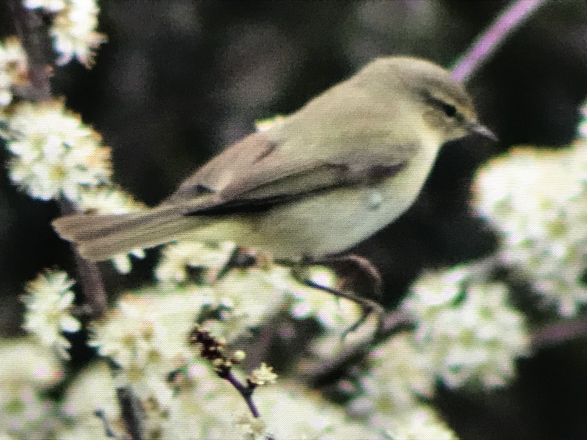 Common Chiffchaff - ML556035331