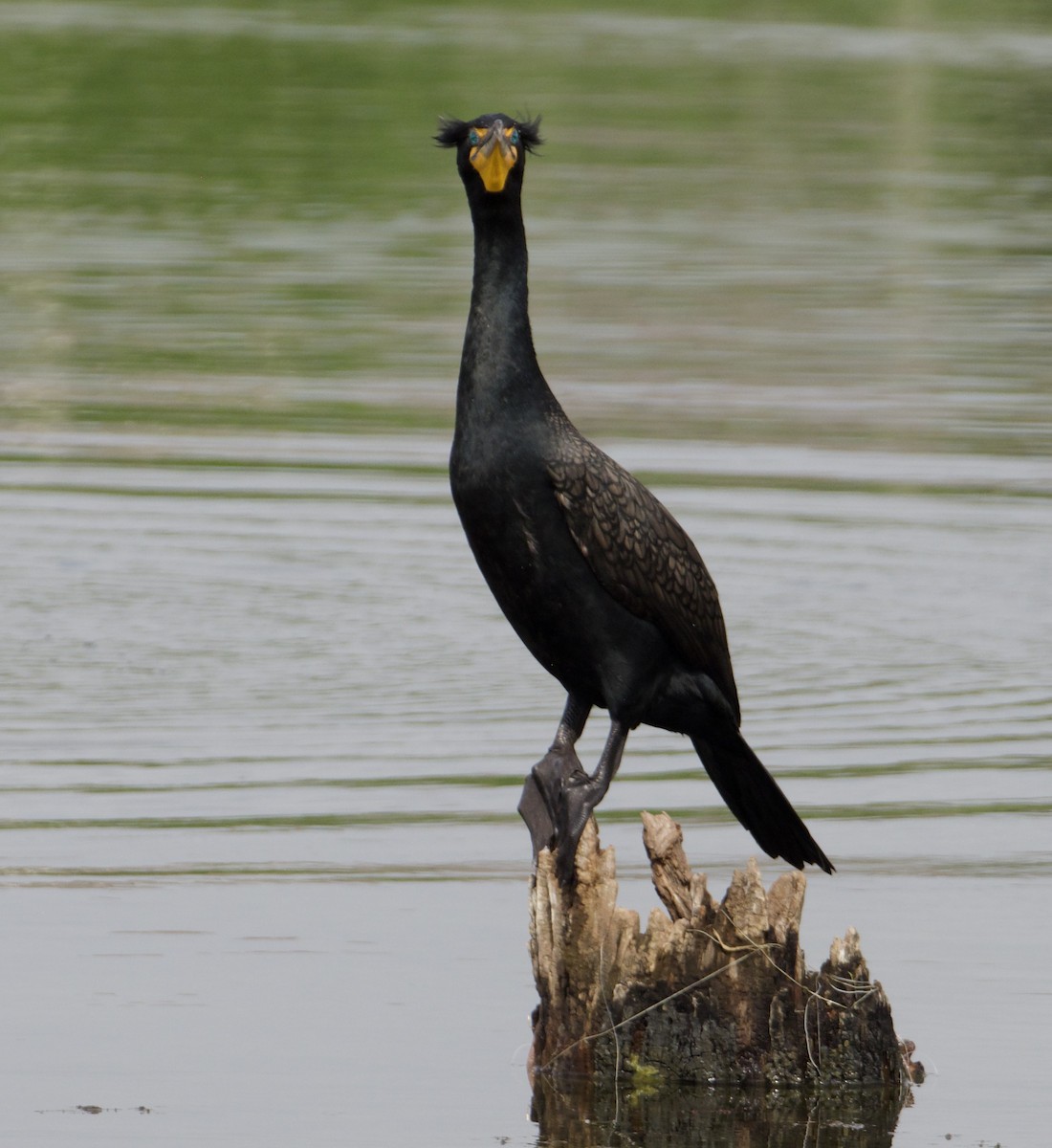 Double-crested Cormorant - ML556036231