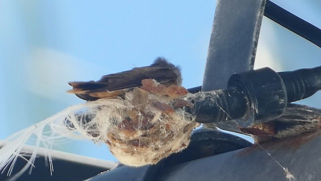 Colibri des Bahamas - ML556036341