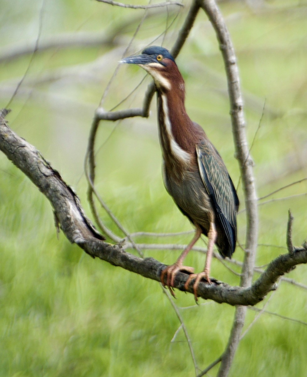 Green Heron - ML556036361