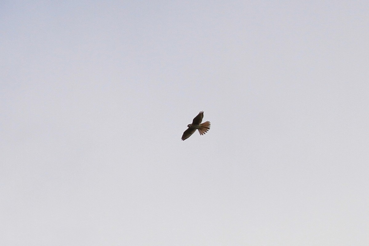 poštolka pestrá - ML556036821